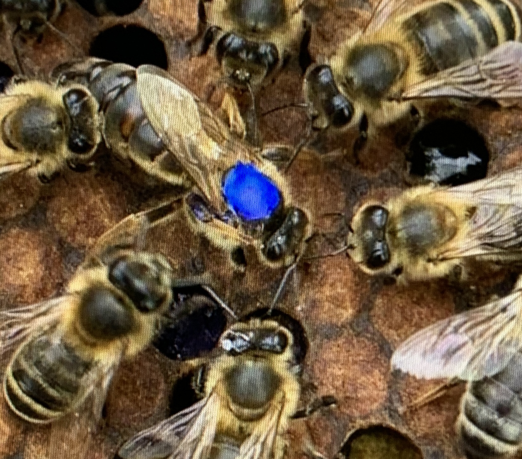 Queen bees for sale in the UK